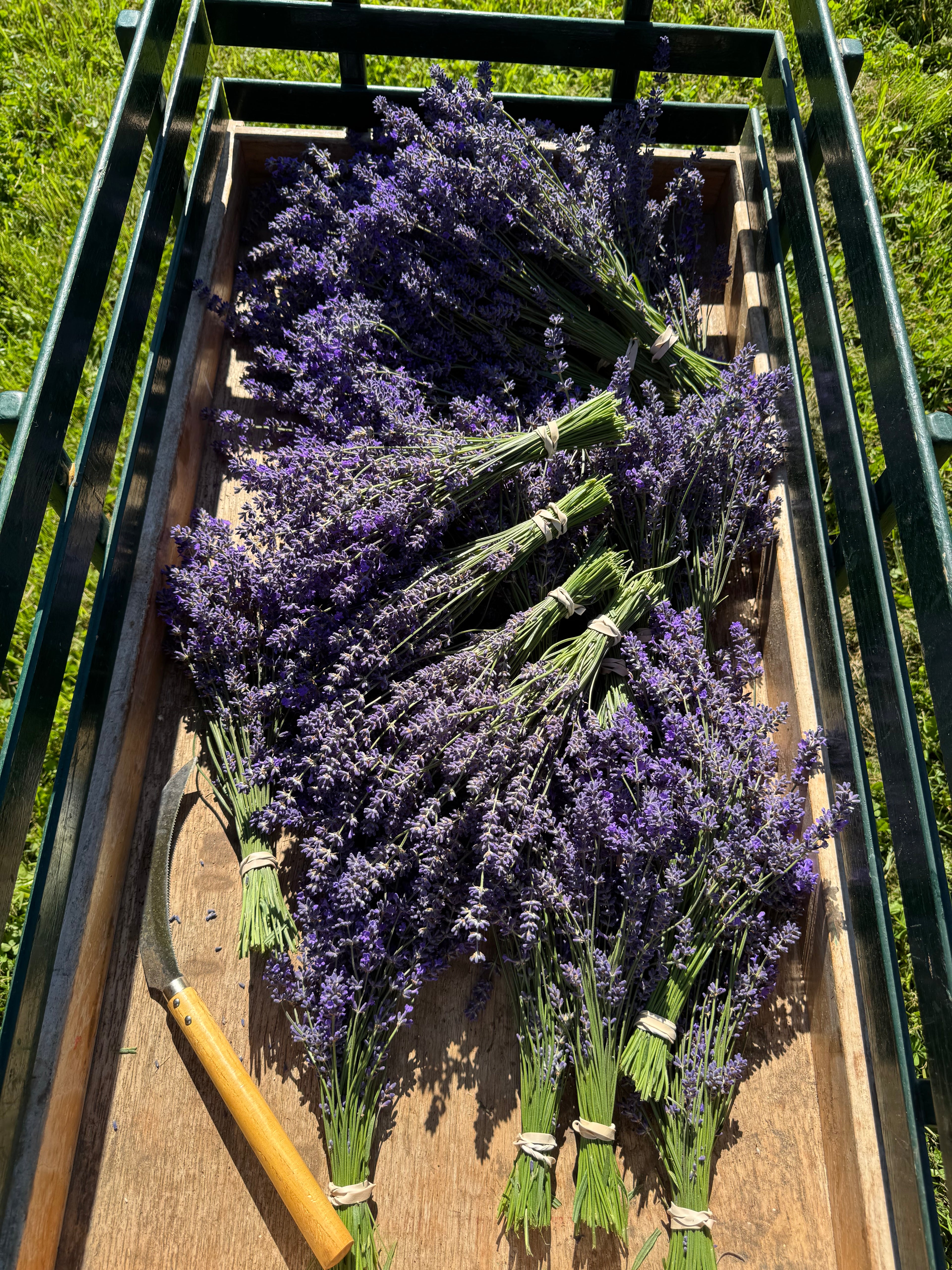 Fresh Folgate Lavender ~ Culinary