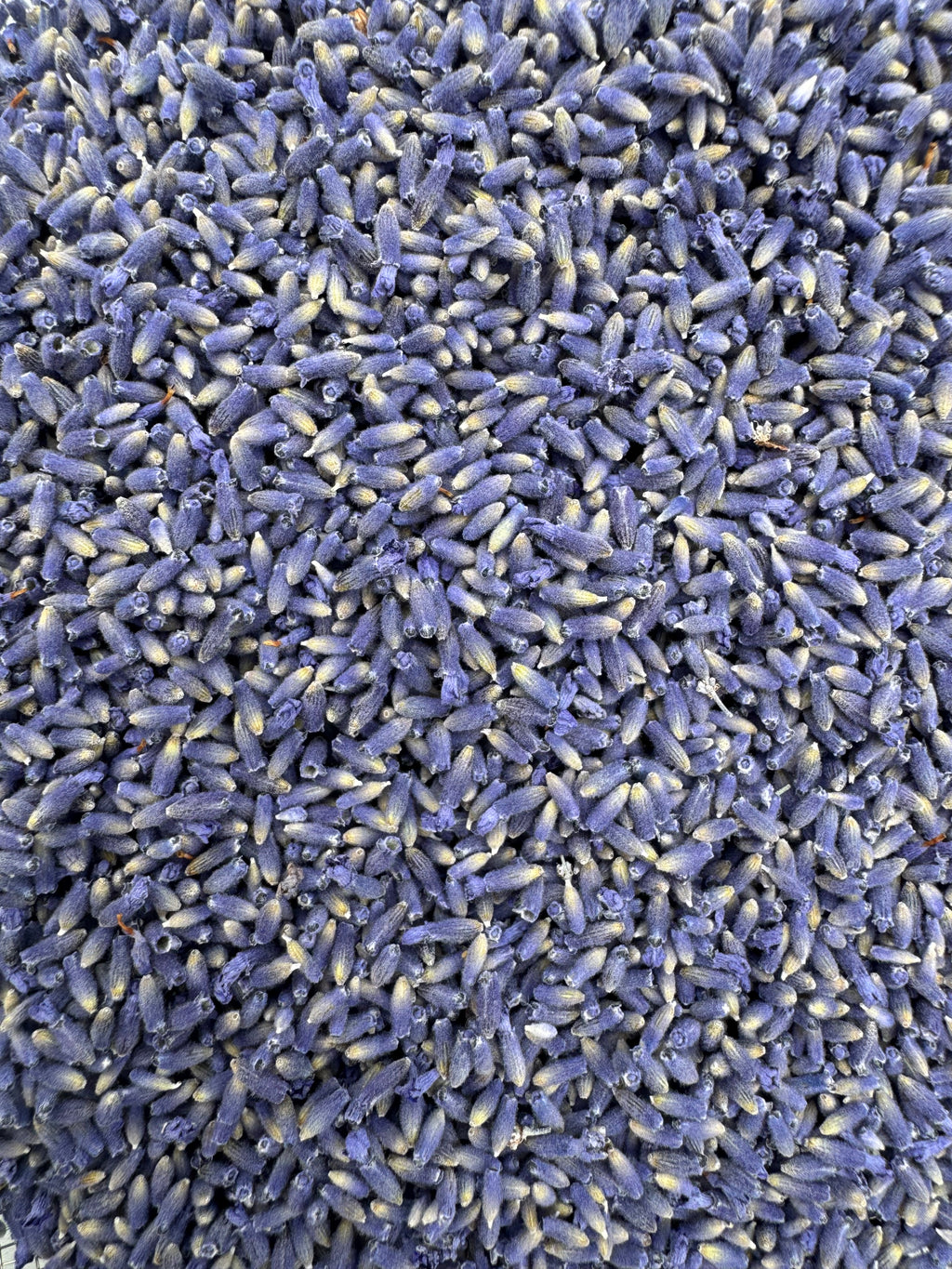 Culinary Folgate Lavender Buds & Bundles