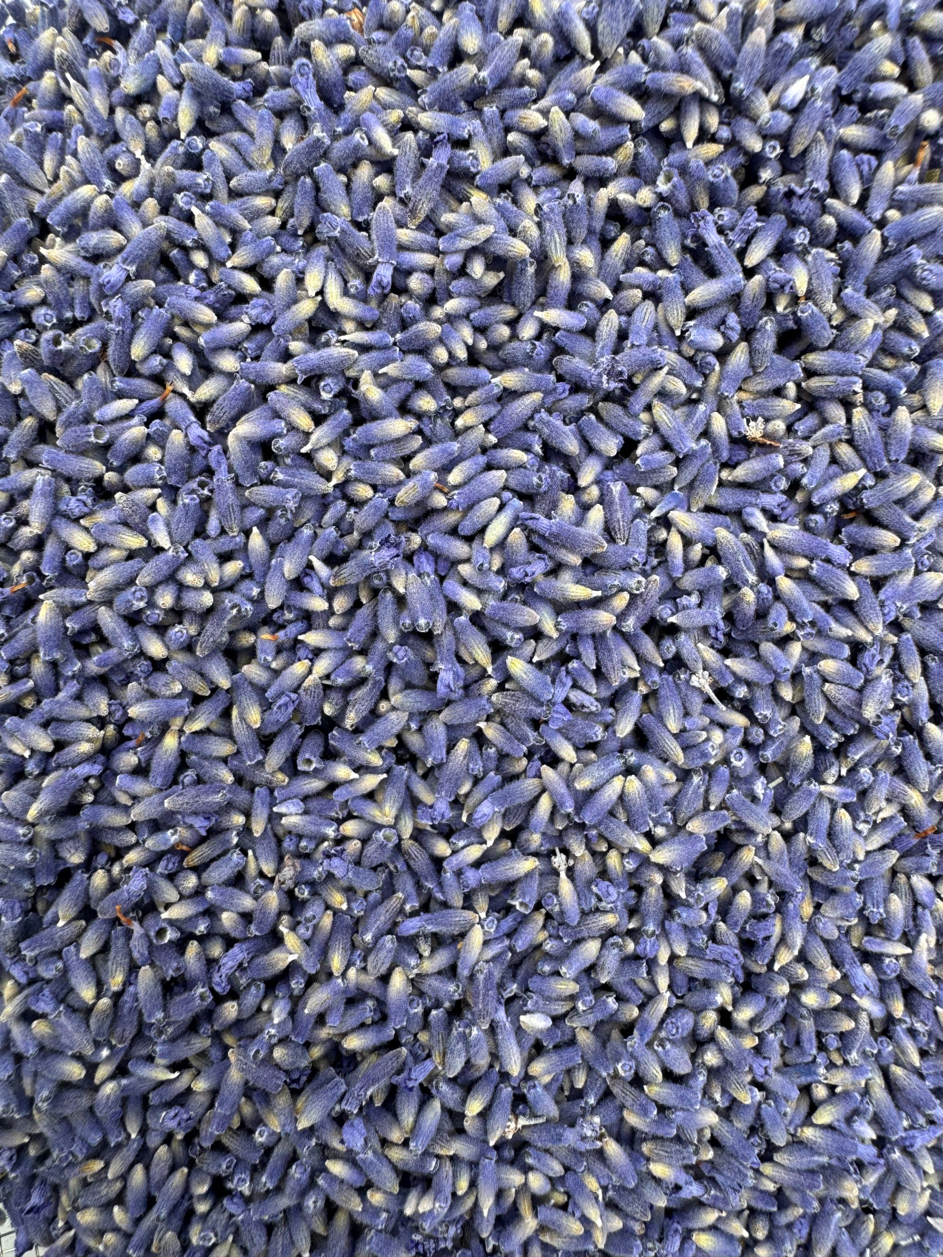 Culinary Folgate Lavender Buds & Bundles