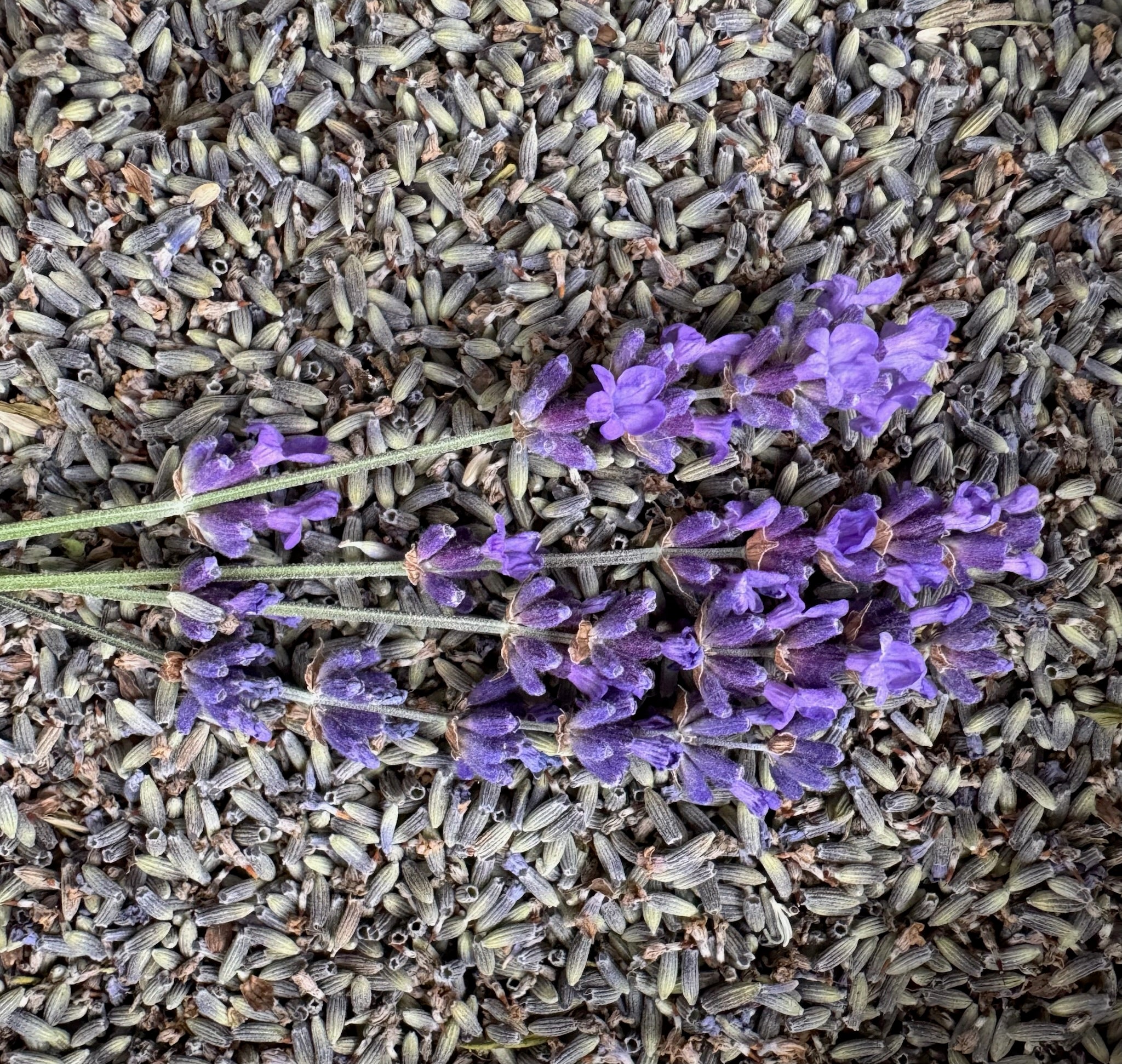 Lavender Sachets